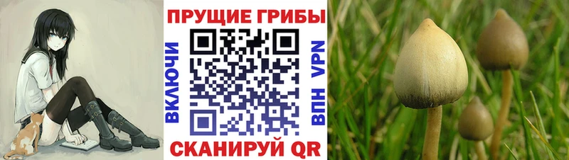 Галлюциногенные грибы Psilocybe  хочу   Окуловка 